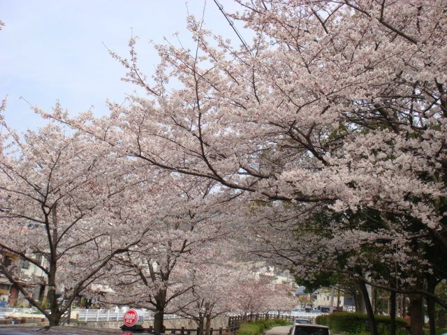 花見　〜宇治川公園〜