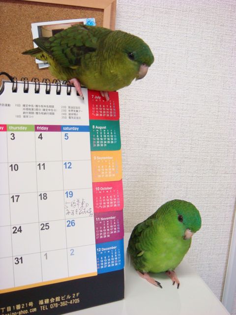 インコ社員の２羽