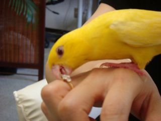 サザナミインコの琥珀ちゃん♪