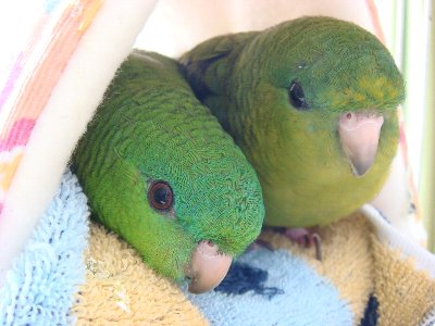 インコモデル　まるコニ