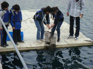 兵庫運河真珠貝プロジェクトの浜揚げ