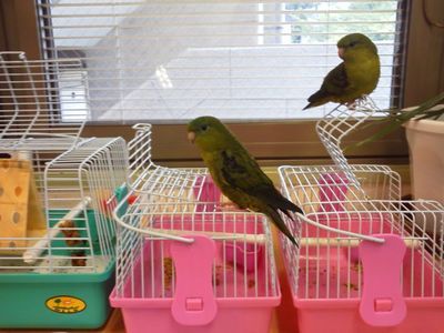 さざなみインコの爪切り合コン