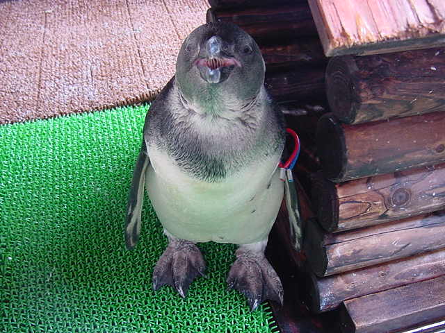 花鳥園、再び。