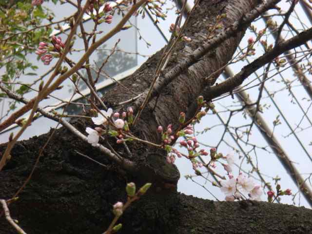 桜の季節到来！