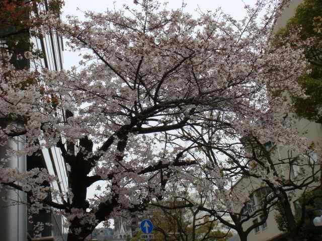 お花見シーズンですが