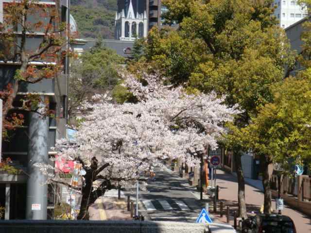 桜が咲いたよ