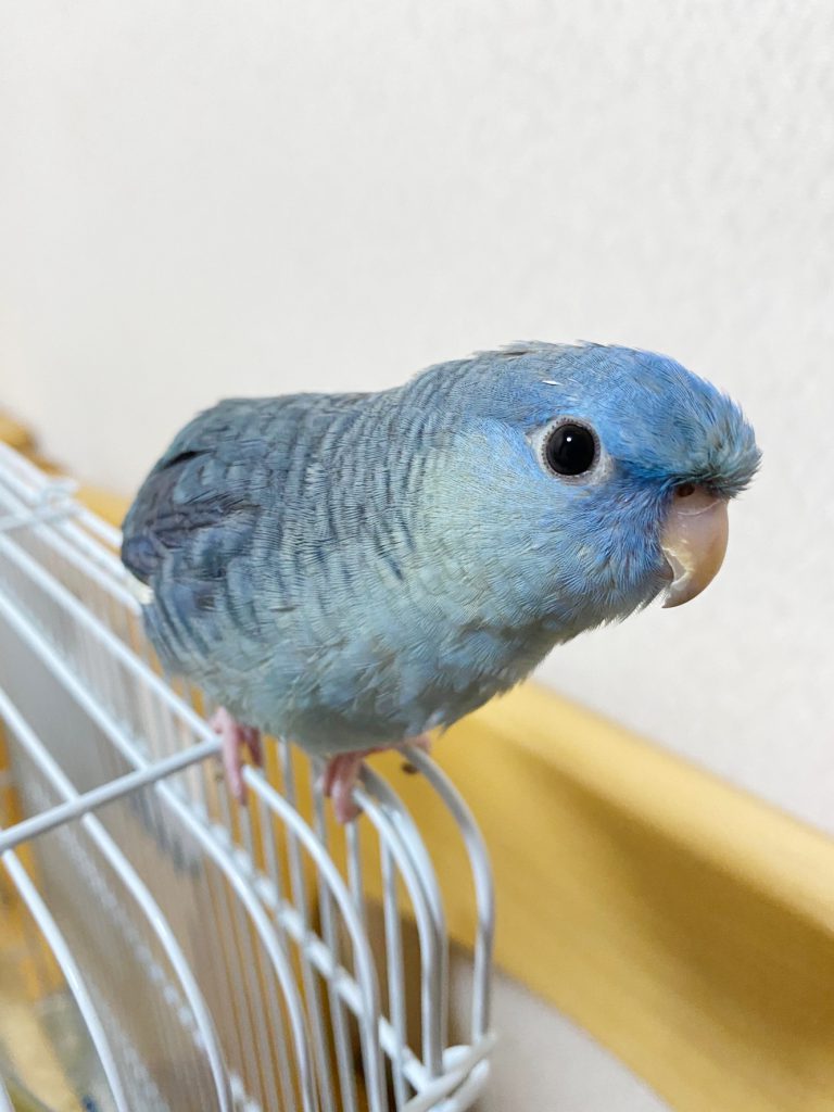 微妙な親子関係＊サザナミインコ