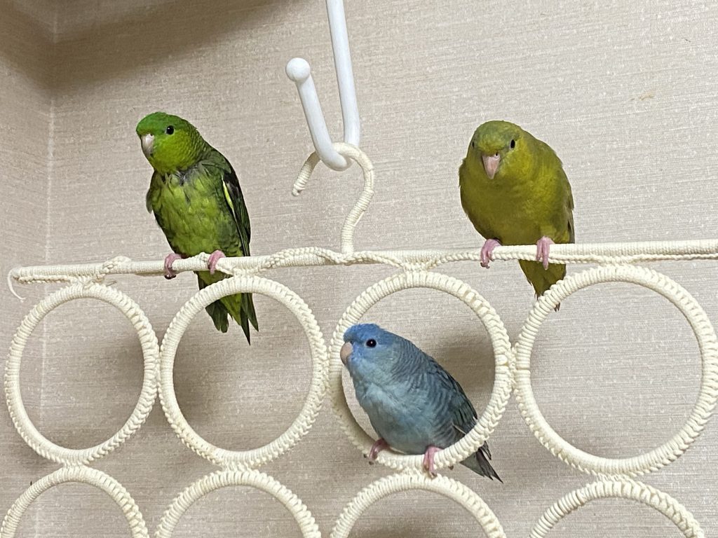 サザナミインコの家族事情