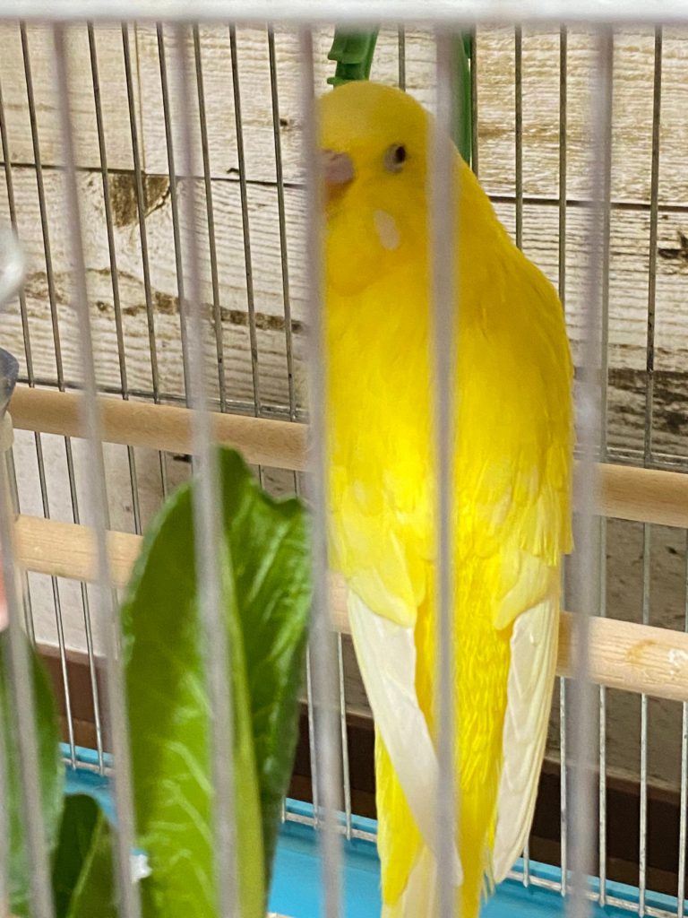 母のインコ